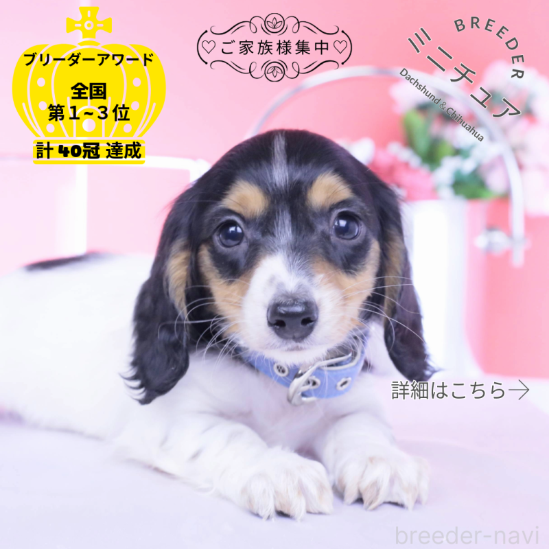 販売中の愛知県のミニチュアダックスフンド(ロングヘアード)-429077