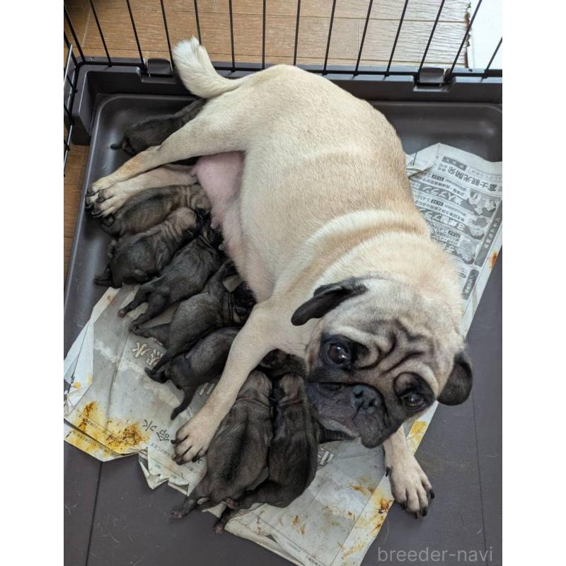 販売中の山梨県のパグ-435633の2枚目