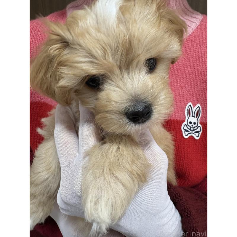 販売中の熊本県のミックス犬-425309の7枚目