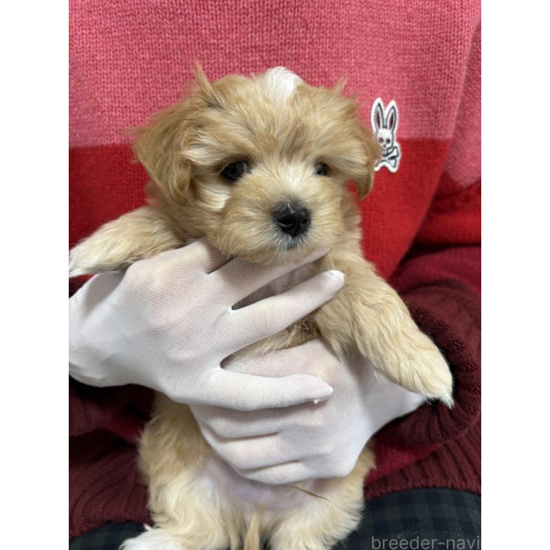 販売中の熊本県のミックス犬-425309の6枚目