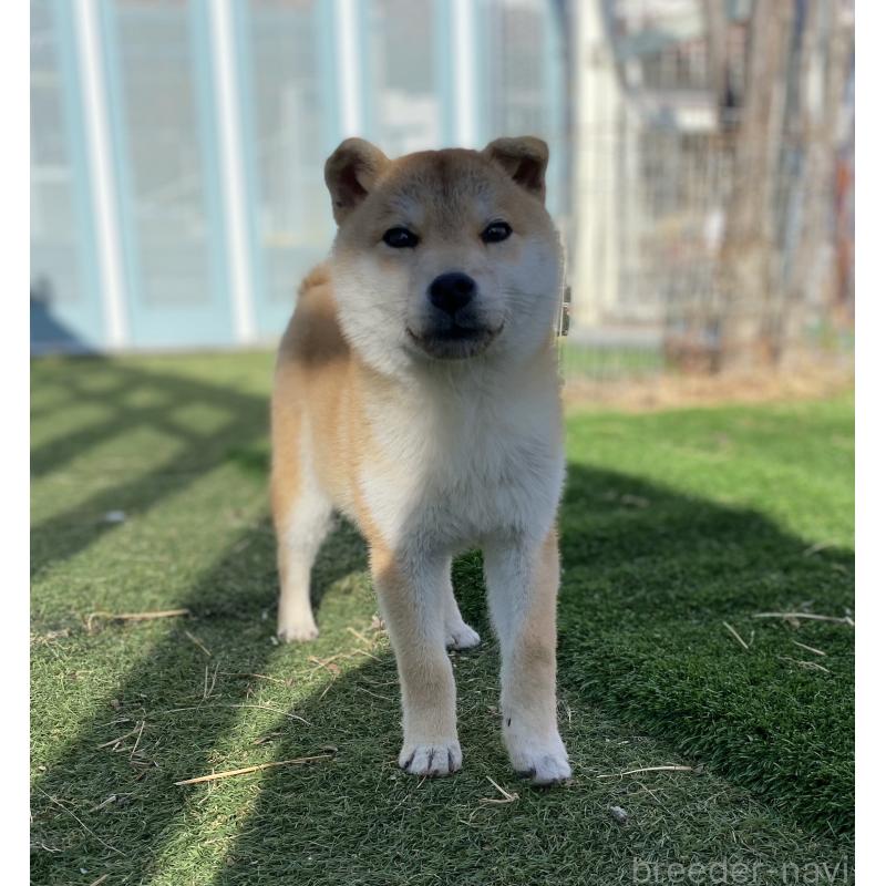 販売中の長野県の柴犬-435635の5枚目