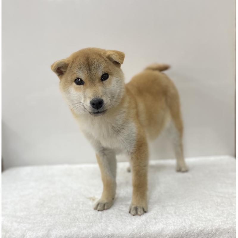 販売中の長野県の柴犬-435635の4枚目