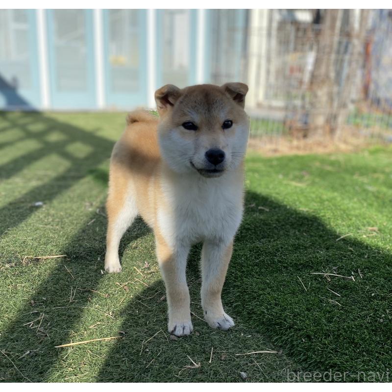 販売中の長野県の柴犬-435635の3枚目