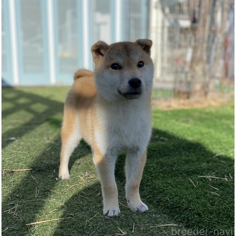 販売中の長野県の柴犬-435635の2枚目