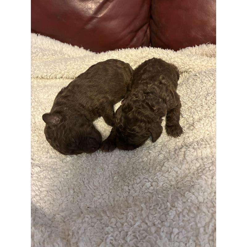 販売中の滋賀県のラブラドゥードル:ラブラドールレトリーバー×プードル-435634の3枚目