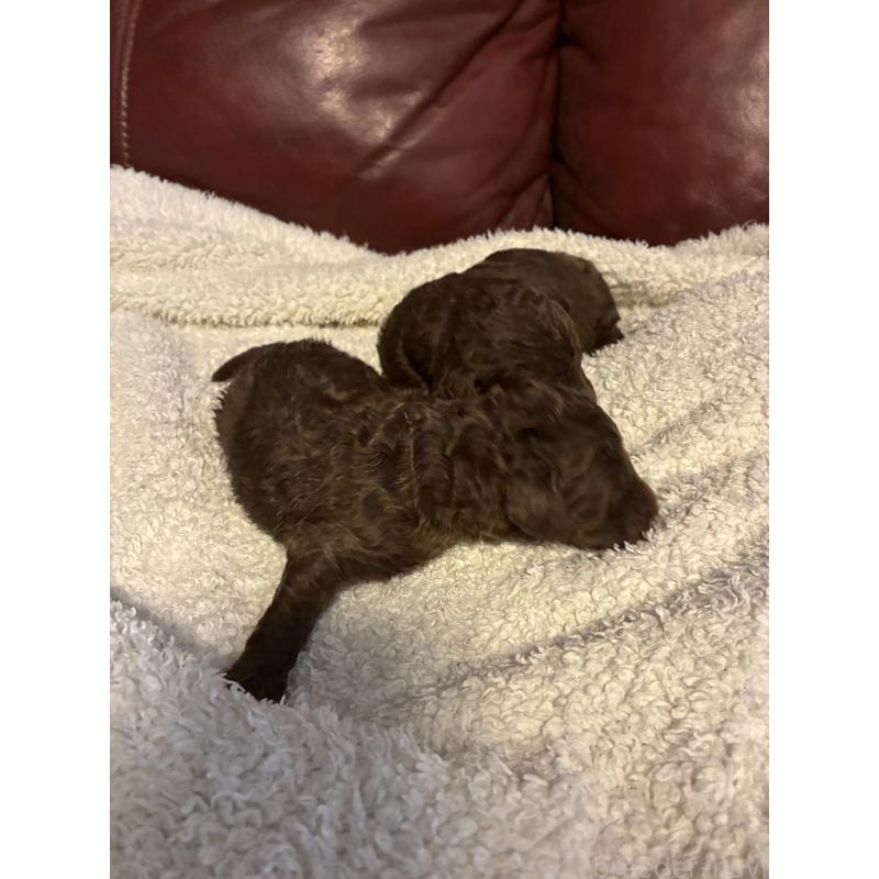 販売中の滋賀県のラブラドゥードル:ラブラドールレトリーバー×プードル-435634の2枚目