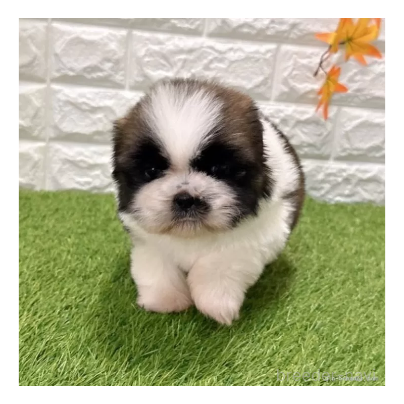 販売中の愛知県のシーズー-434437