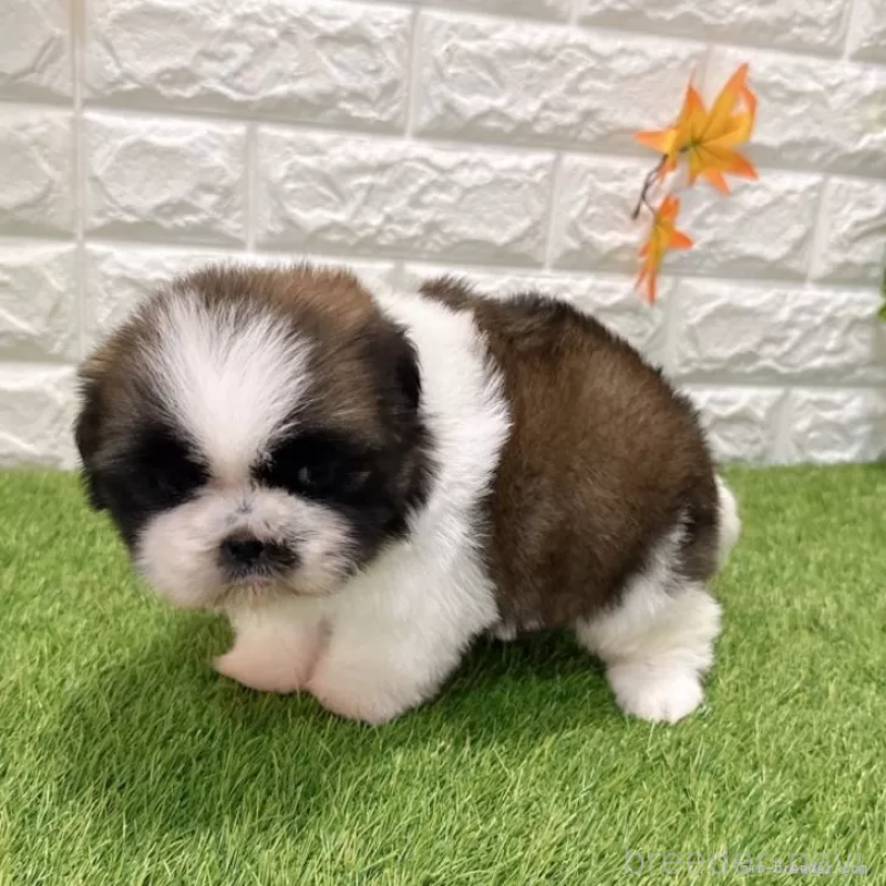 販売中の愛知県のシーズー-434437の5枚目