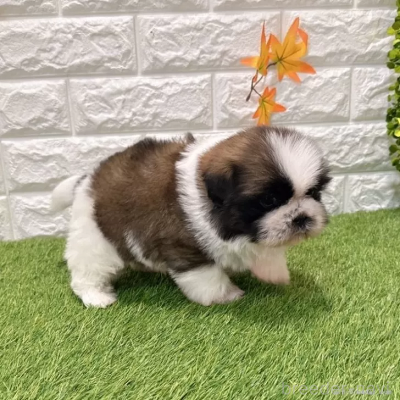 販売中の愛知県のシーズー-434437の4枚目