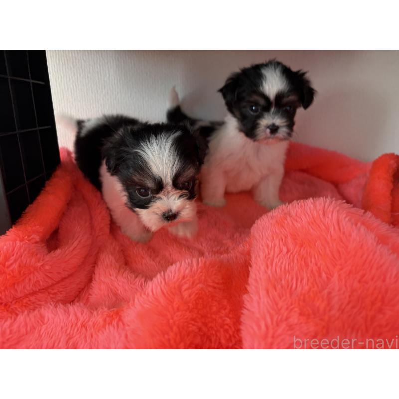 販売中の長野県のマルシーズー:マルチーズ×シーズー-435637の4枚目