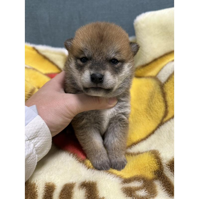 販売中の岡山県の柴犬-435636の9枚目