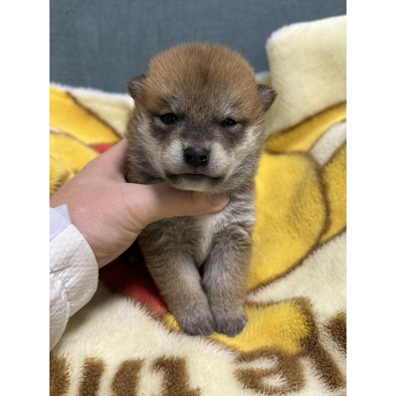 販売中の岡山県の柴犬-435636の8枚目