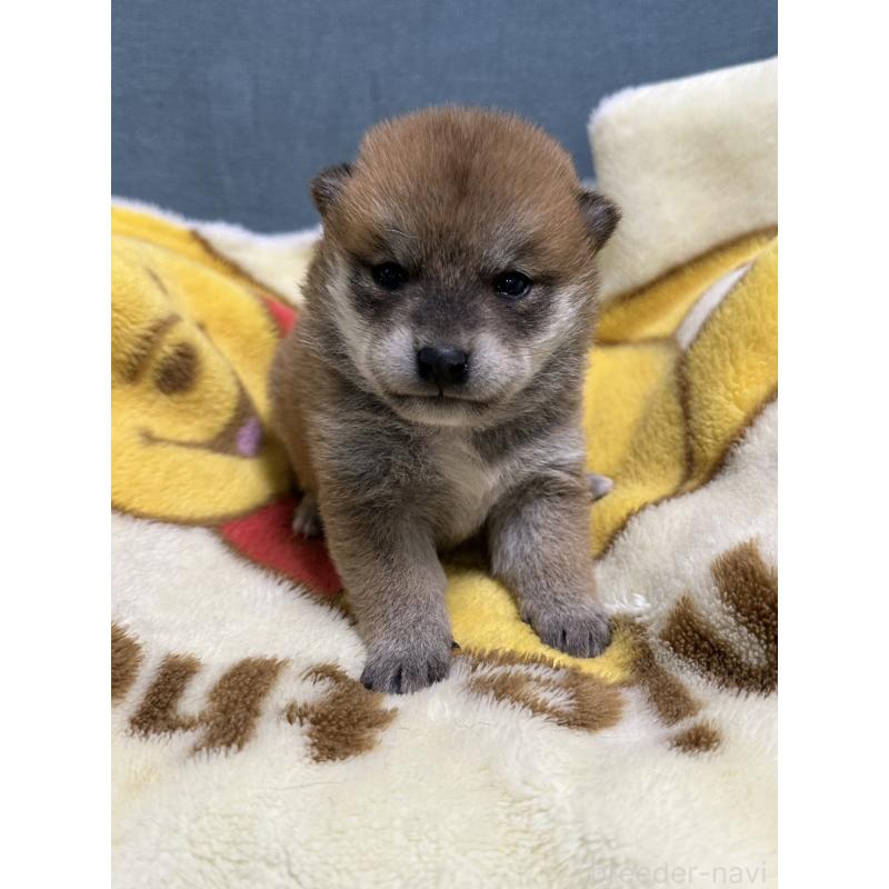 販売中の岡山県の柴犬-435636の6枚目