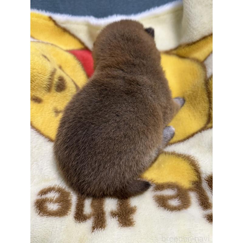 販売中の岡山県の柴犬-435636の5枚目