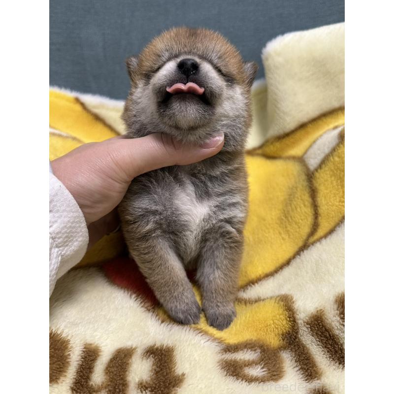 販売中の岡山県の柴犬-435636の4枚目