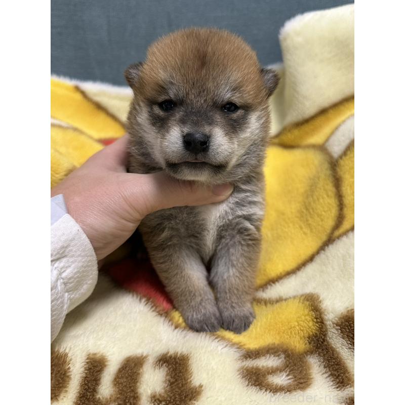 販売中の岡山県の柴犬-435636の3枚目