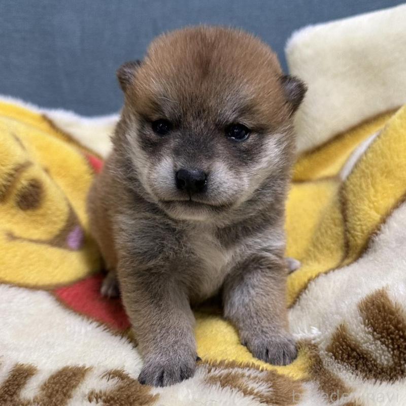 販売中の岡山県の柴犬-435636