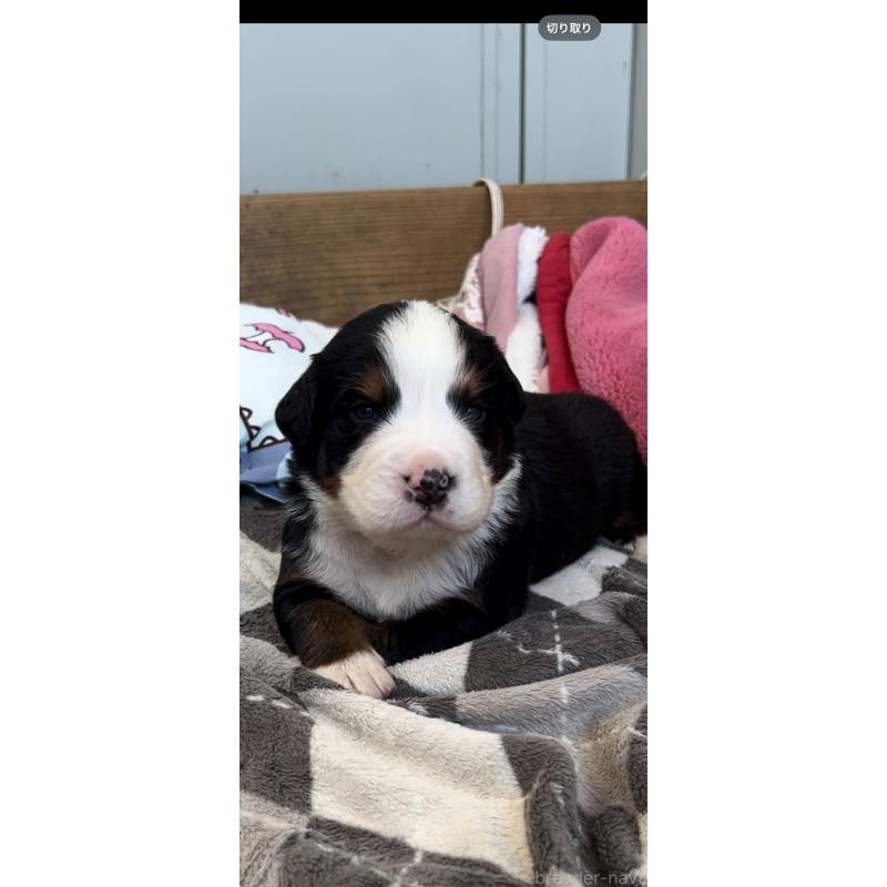 販売中の佐賀県のバーニーズマウンテンドッグ-435640の7枚目