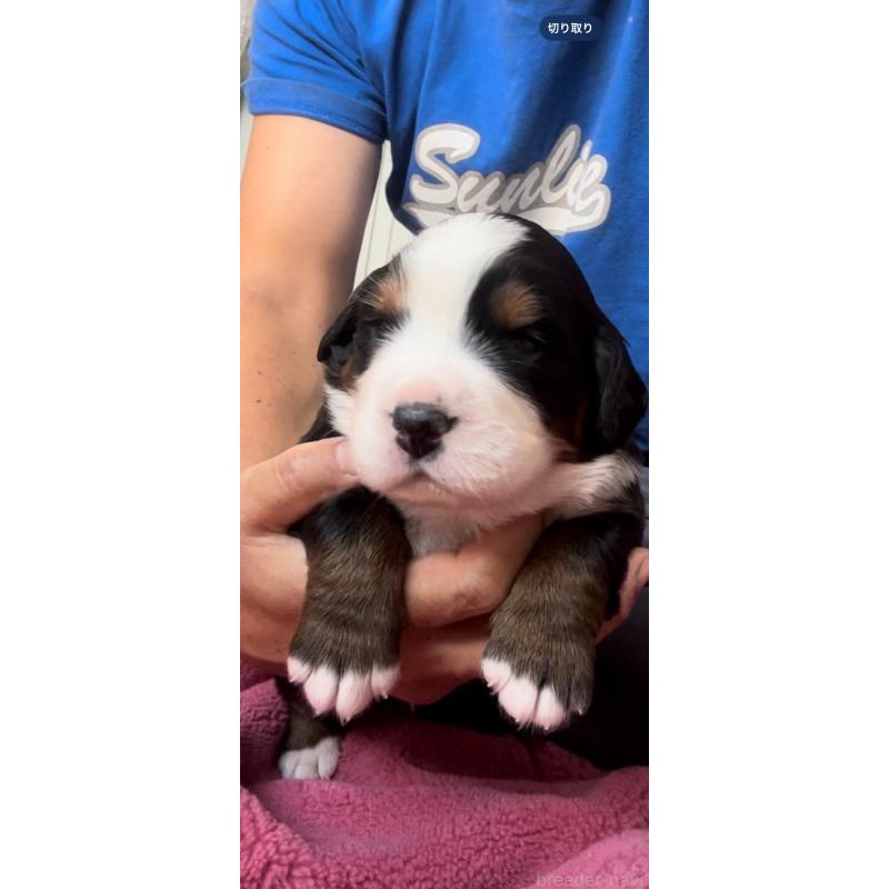 販売中の佐賀県のバーニーズマウンテンドッグ-435640の6枚目