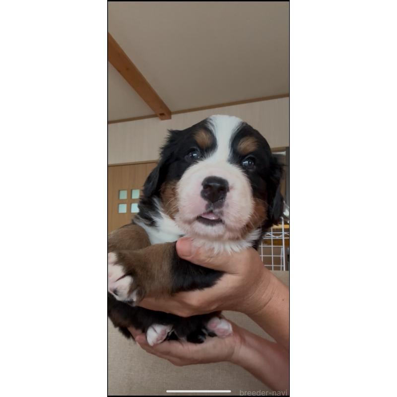 販売中の佐賀県のバーニーズマウンテンドッグ-435640の4枚目