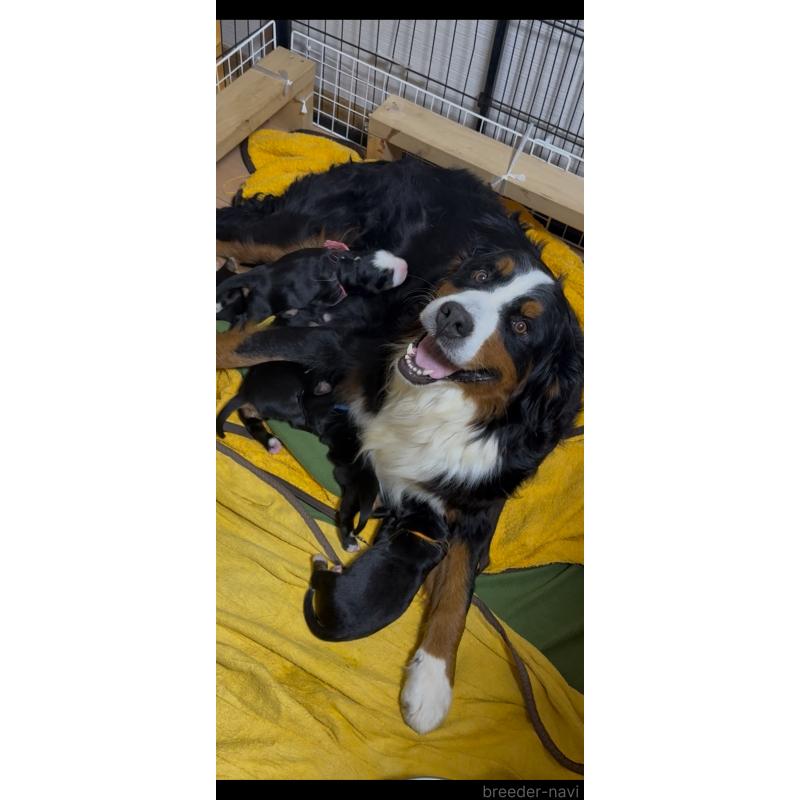 販売中の佐賀県のバーニーズマウンテンドッグ-435640の2枚目