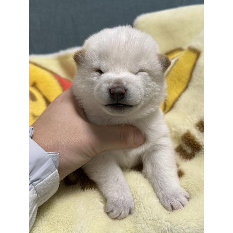 販売中の岡山県の柴犬-435638の6枚目