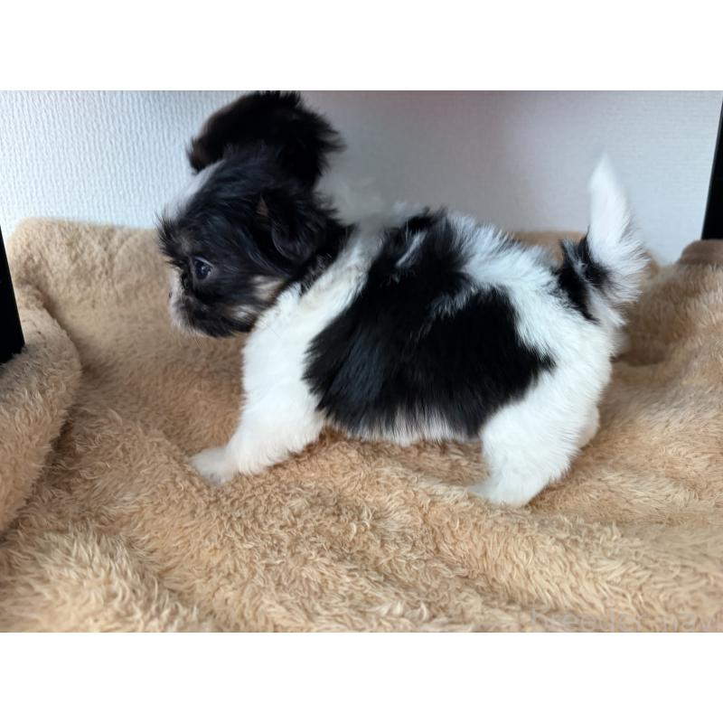 販売中の長野県のマルシーズー:マルチーズ×シーズー-435642の5枚目