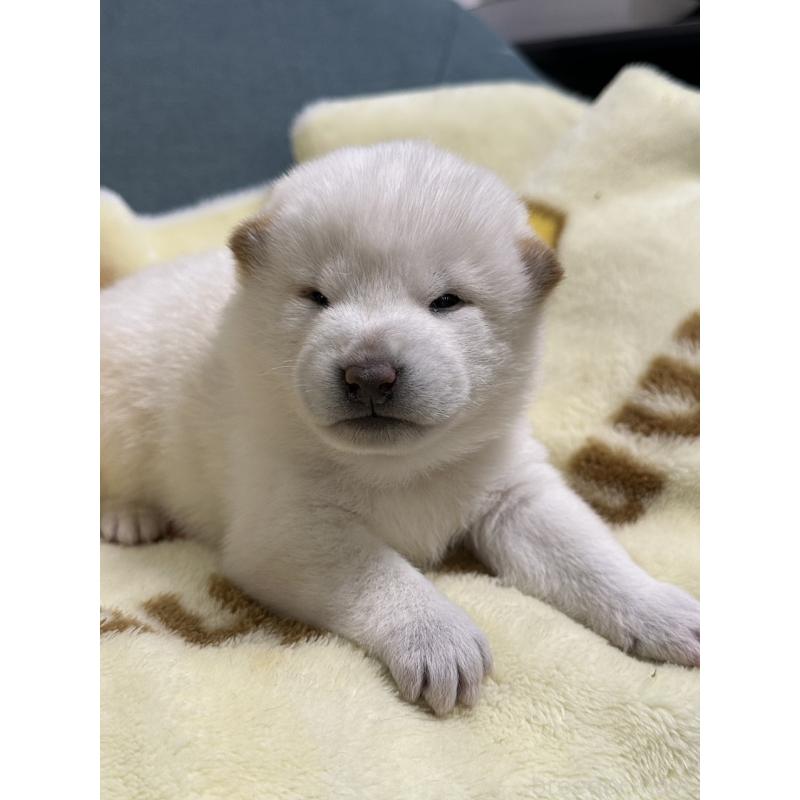 販売中の岡山県の柴犬-435638の5枚目