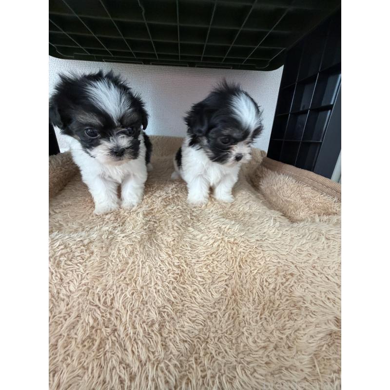 販売中の長野県のマルシーズー:マルチーズ×シーズー-435642の3枚目