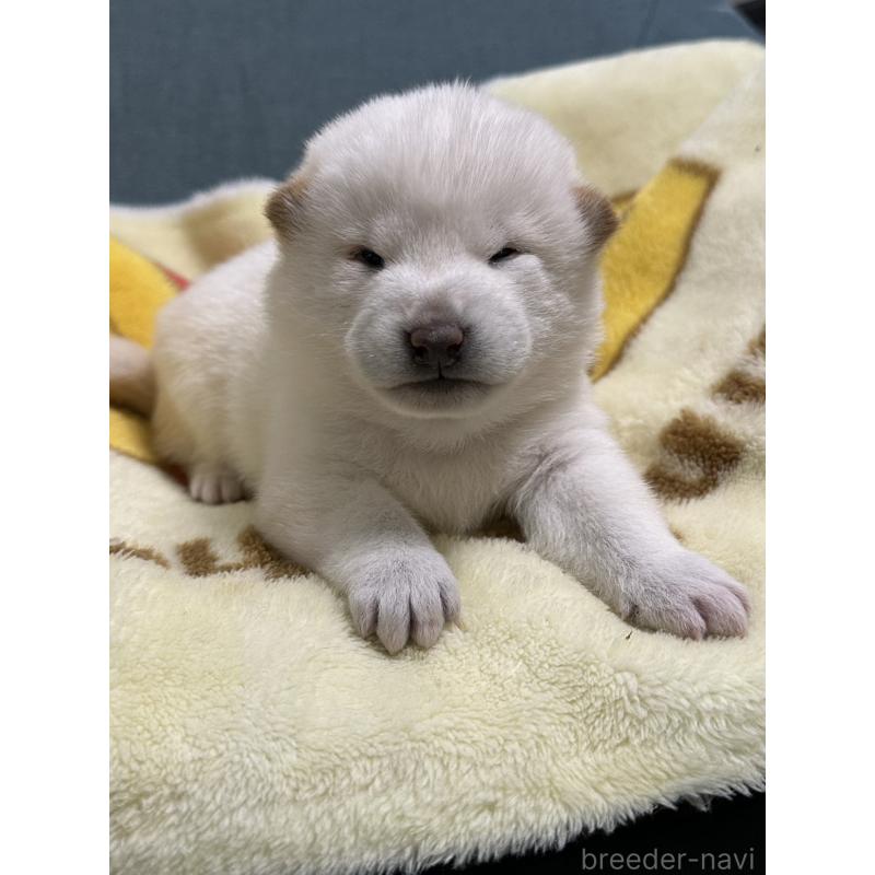 販売中の岡山県の柴犬-435638の4枚目