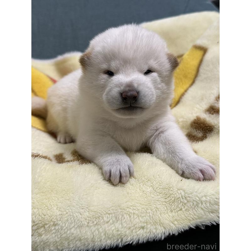 販売中の岡山県の柴犬-435638の3枚目