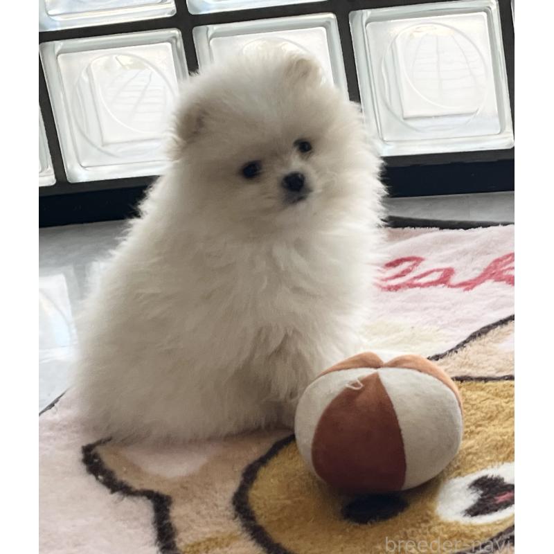 販売中の香川県のポメラニアン-435639の3枚目