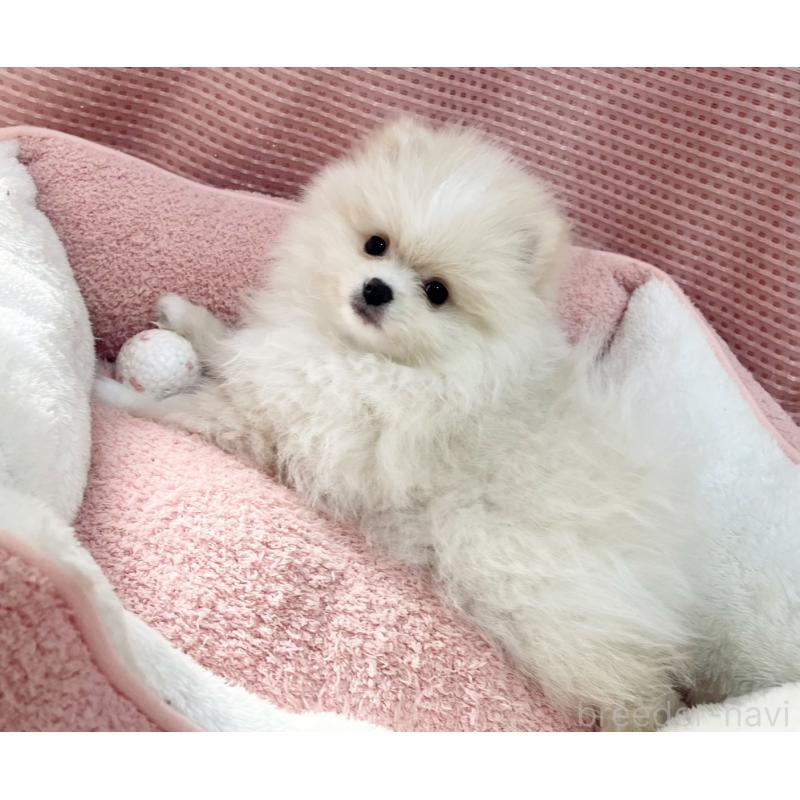 販売中の香川県のポメラニアン-435639の2枚目