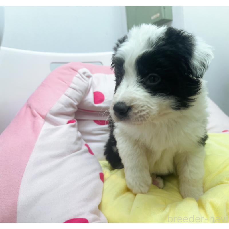 販売中の東京都のボーダーコリー-435641の10枚目