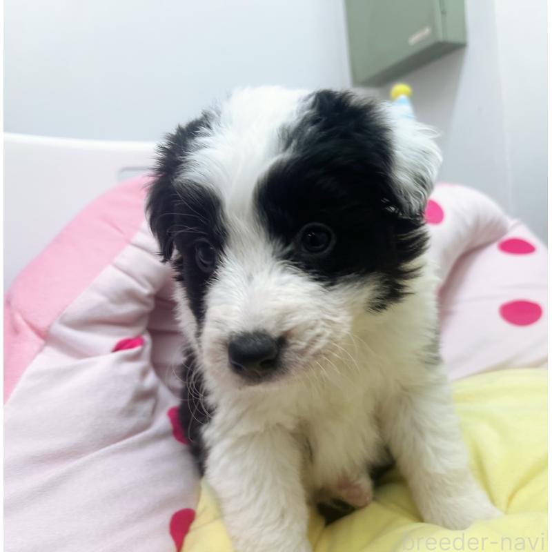 販売中の東京都のボーダーコリー-435641の9枚目