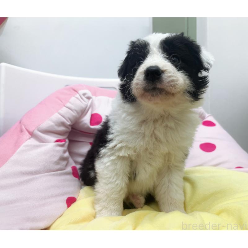 販売中の東京都のボーダーコリー-435641の8枚目