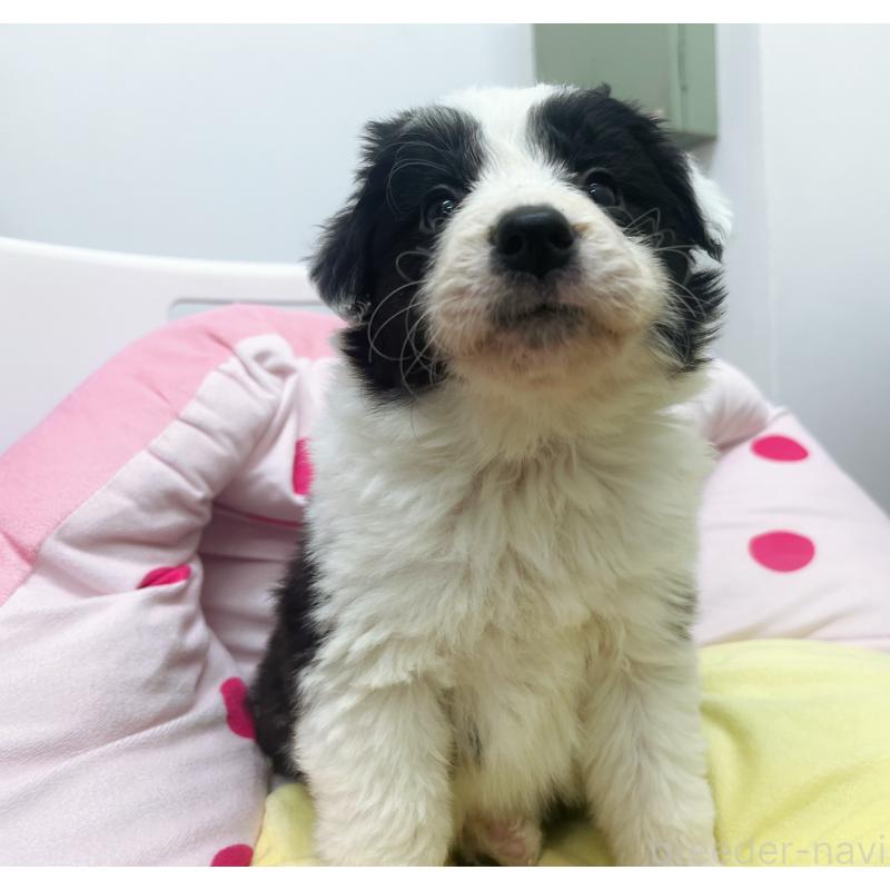 販売中の東京都のボーダーコリー-435641の7枚目