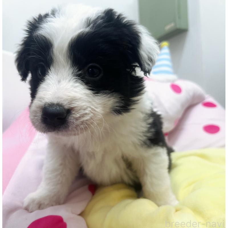 販売中の東京都のボーダーコリー-435641の6枚目