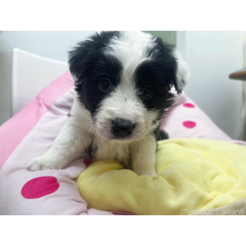 販売中の東京都のボーダーコリー-435641の5枚目