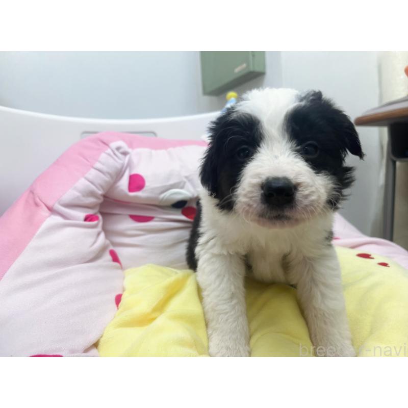 販売中の東京都のボーダーコリー-435641の4枚目