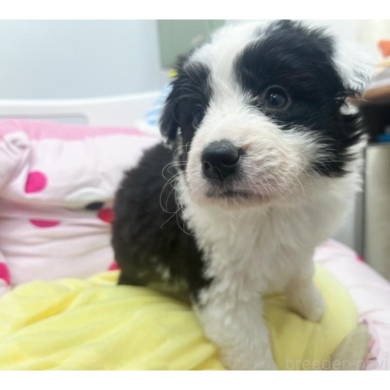 販売中の東京都のボーダーコリー-435641の3枚目