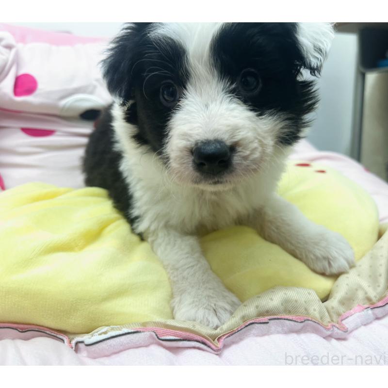 販売中の東京都のボーダーコリー-435641の2枚目