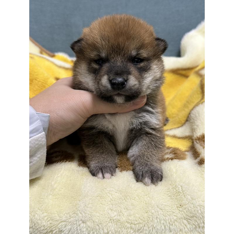 販売中の岡山県の柴犬-435643の7枚目