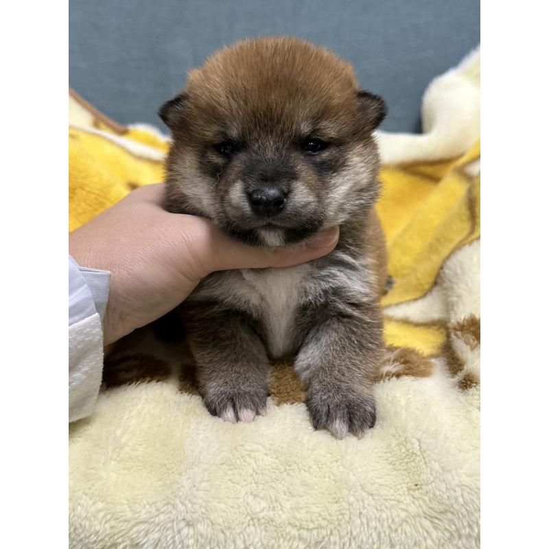 販売中の岡山県の柴犬-435643の5枚目