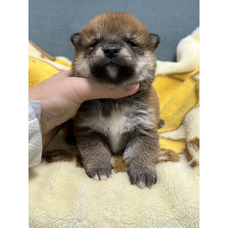 販売中の岡山県の柴犬-435643の3枚目