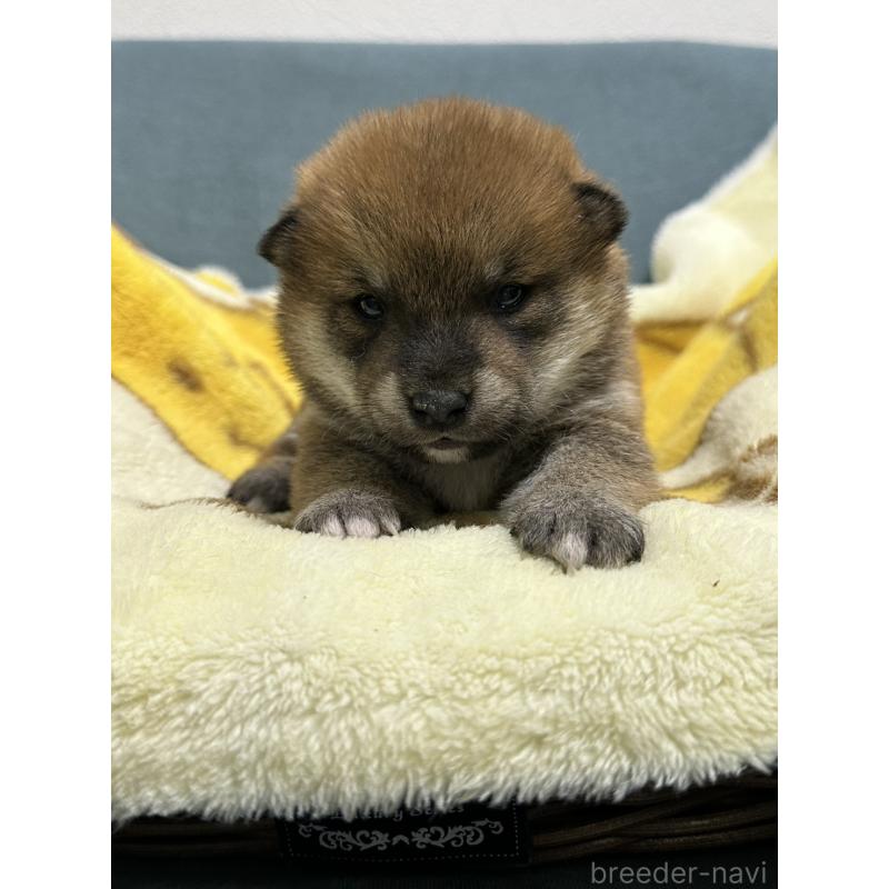 販売中の岡山県の柴犬-435643の4枚目