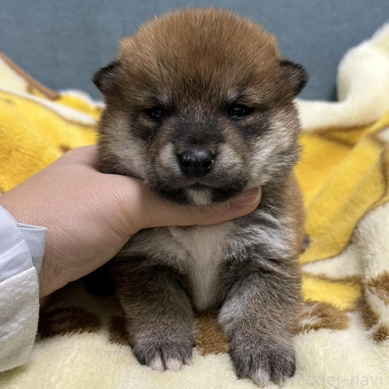 販売中の岡山県の柴犬-435643