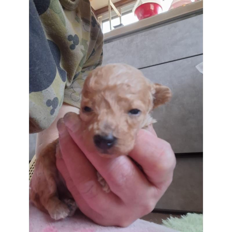 販売中の群馬県のタイニープードル-435644の5枚目