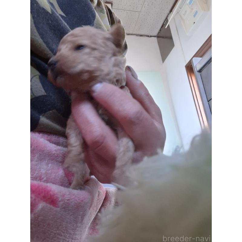 販売中の群馬県のタイニープードル-435644の3枚目