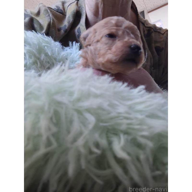 販売中の群馬県のタイニープードル-435644の2枚目